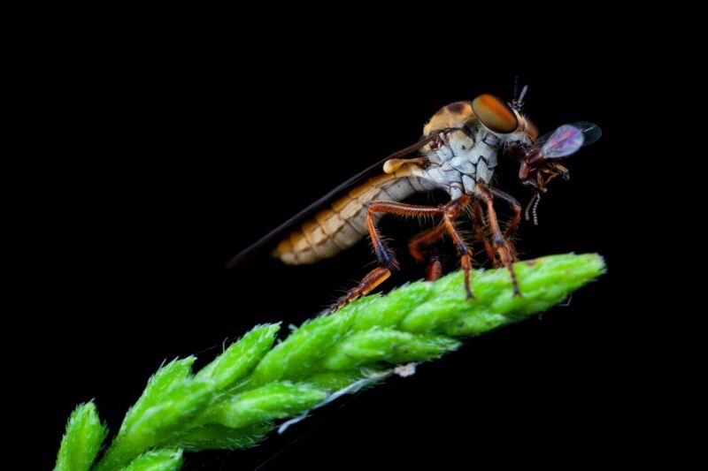 ذبابة لص مفترسة مصغرة (<em></noscript> Holocephala-Faszie </ em>) ernährt sich von einem gefangenen Käfer.  Eine neue Studie ergab, dass sich die Fliege ihrer Beute von unten nähert und auf einen zukünftigen Treffpunkt mit dem Ziel abzielt.<figcaption class=
