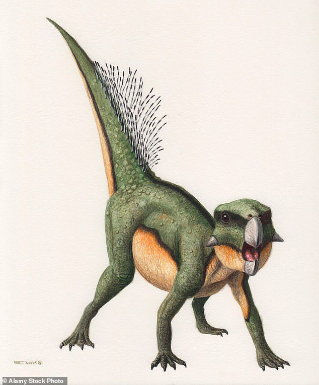 Papageiengesicht: Was war ein Tomos Psittacosaurus-Dinosaurier?