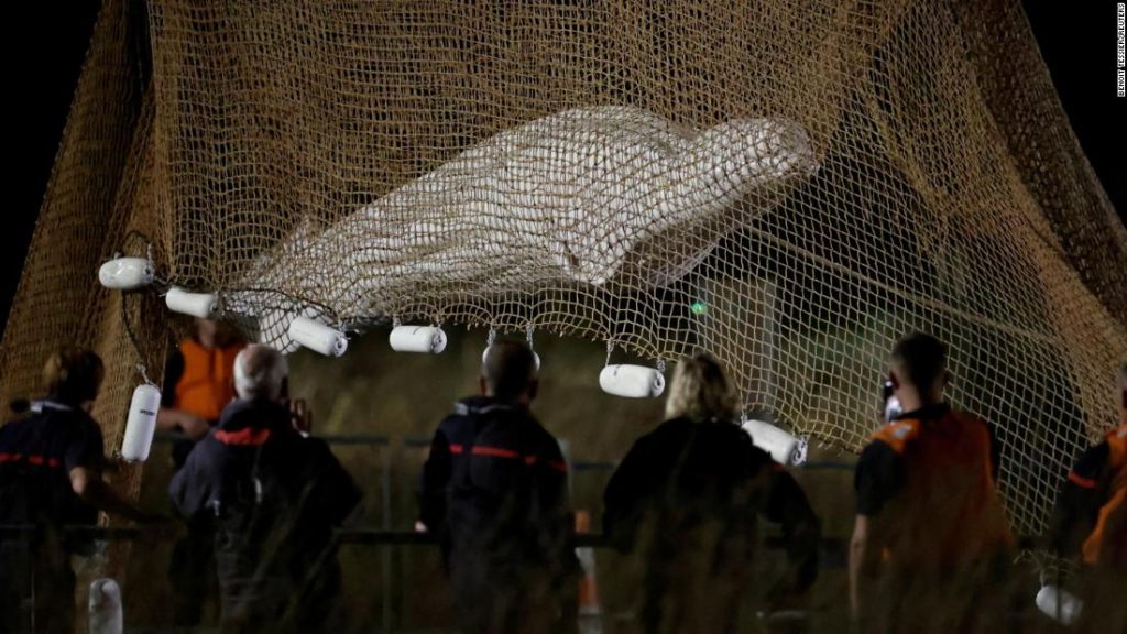Ein Beluga-Wal, der aus der Seine gerettet wurde, wurde nach Angaben der französischen Behörden während des Transports eingeschläfert