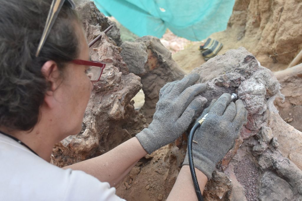 Die Forscher werden die Fossilien konservieren und dokumentieren und die Ausgrabungsarbeiten vor Ort im nächsten Jahr fortsetzen. 