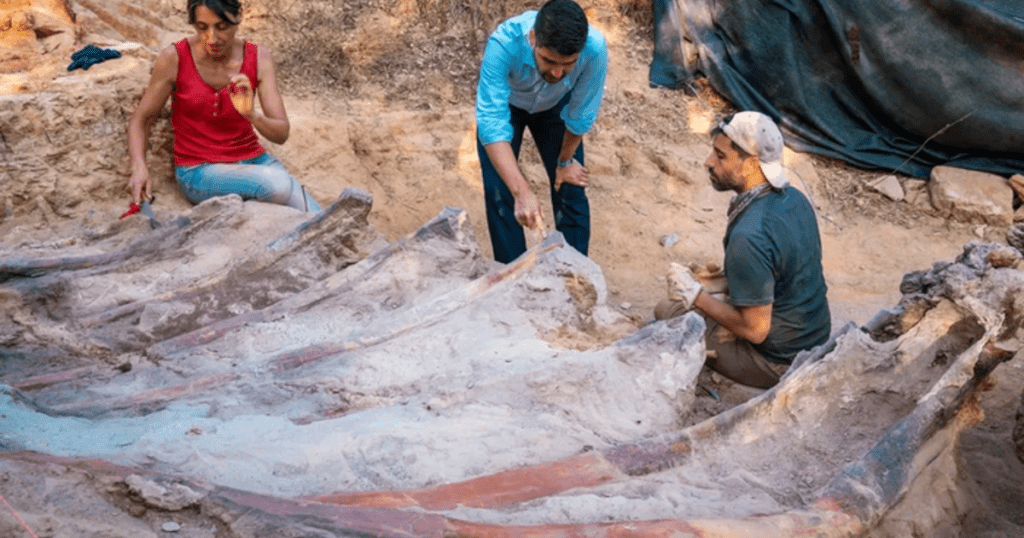 Ein 82 Fuß langes Dinosaurierskelett wurde im Hinterhof eines Mannes in Portugal gefunden.  Es könnte das bisher größte in Europa werden.