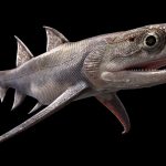 Versteinerte Fische enthüllen die ältesten bisher bekannten „Kiefer“