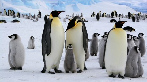 Kaiserpinguine leben in vielen Kolonien auf der Antarktischen Halbinsel.