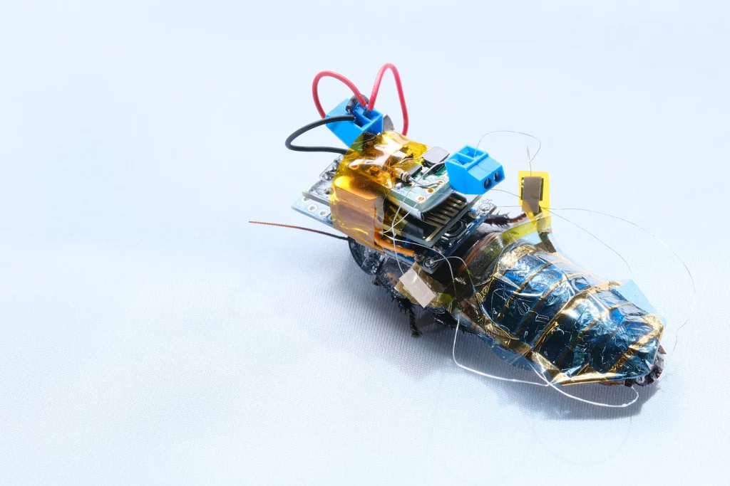 Robotikingenieure stellen Cyborg-Kakerlaken, Roboterfliegen und mehr her