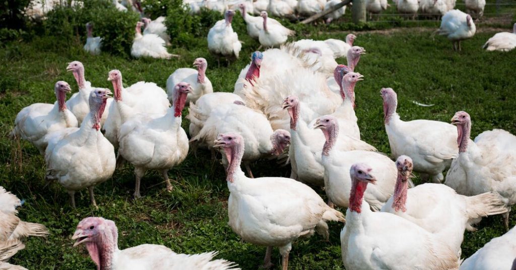 Warum die Türkei dieses Jahr mehr kostet als Thanksgiving