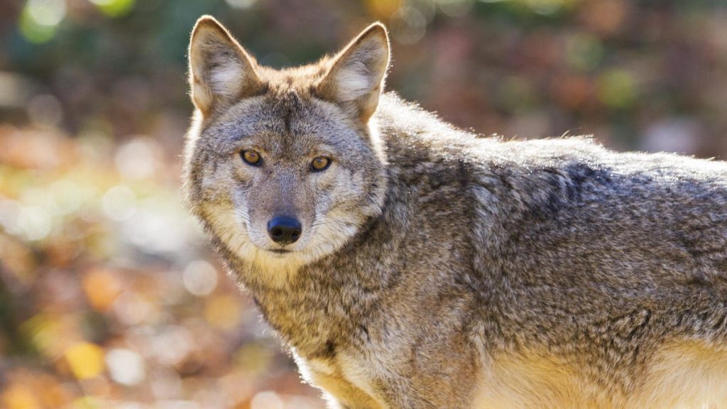 Das Geheimnis eines uralten Wolfsangriffs könnte gelöst werden